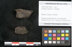 Foto (Objekt + Etikett) von Penteune clarkei F.V. Mueller (NHMW-GEO-2024-0188-10430)